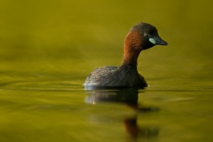 Cientos de aves para observar