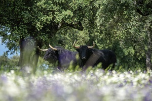 Bulls and dehesa pastures