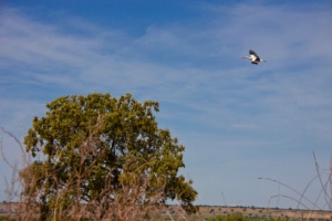 Arrozales De Palazuelo y Guadalperales Special Protection Area (SPA) for Birds