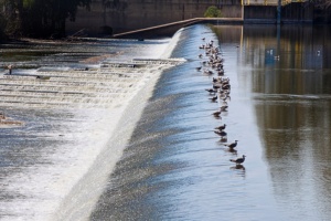 Azud de Badajoz Special Protection Area (SPA) for Birds