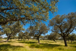 Charca Dehesa Boyal Navalmoral Special Protection Area (SPA) for Birds