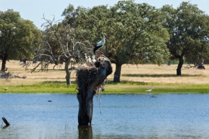 Complejo Lagunar Ejido Nuevo Special Protection Area (SPA) for Birds