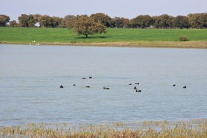 ZEPA Llanos Y Complejo Lagunar De La Albuera