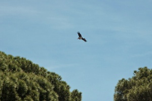 Pinares De Garrovillas Special Protection Area (SPA) for Birds