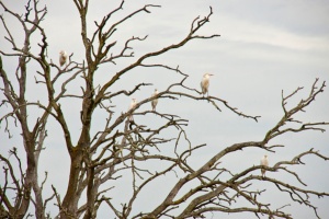 Vegas Del Ruecas, Cubilar Y Moheda Alta Special Protection Area (SPA) for Birds