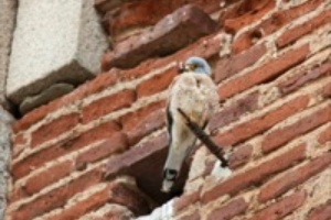 B_ZEPA_JEREZ_CABALLEROS_03