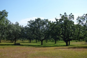 Parque Periurbano de Conservación y Ocio Dehesa Boyal de Aceituna