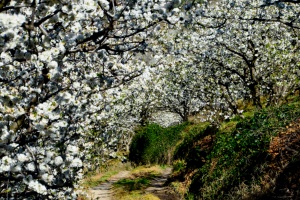 Cherry Blossom Festival