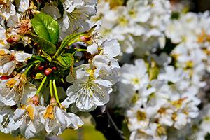 B_CEREZOS-EN-FLOR-03