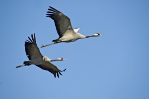 Festival of the Cranes