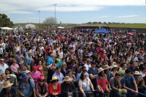 El Festivalino