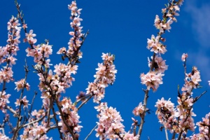 Fiesta del Almendro en Flor